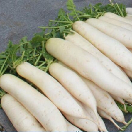 長(zhǎng)蘿卜